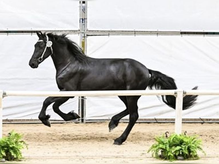 Friesian horses Stallion 3 years 16.2 hh Black in Drachten