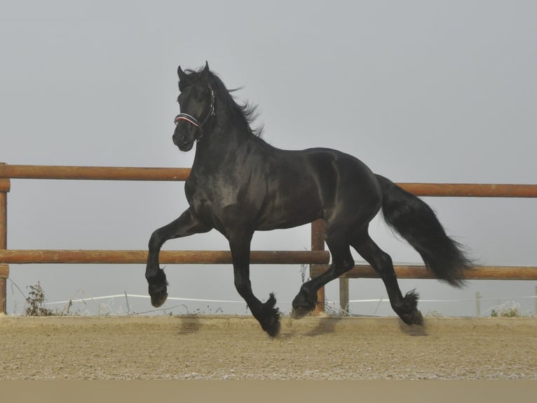 Friesian horses Stallion 3 years 16,2 hh Black in Ochtendung