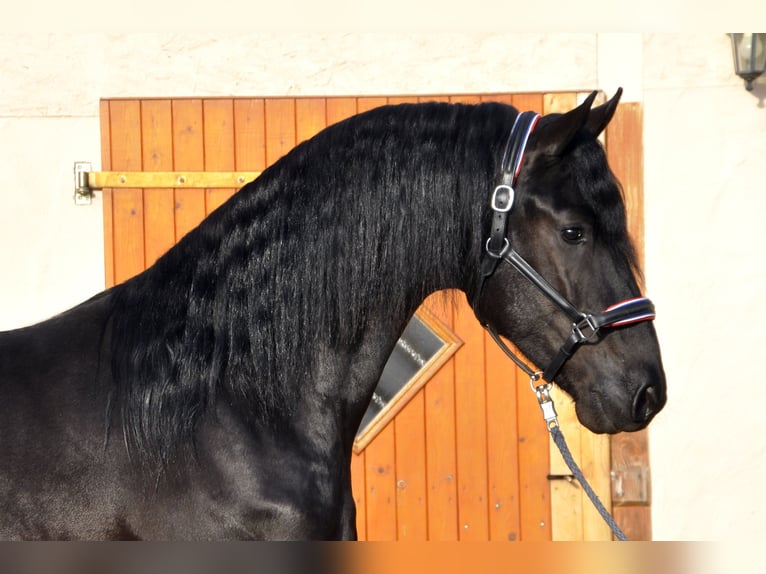 Friesian horses Stallion 3 years 16,2 hh Black in Ochtendung