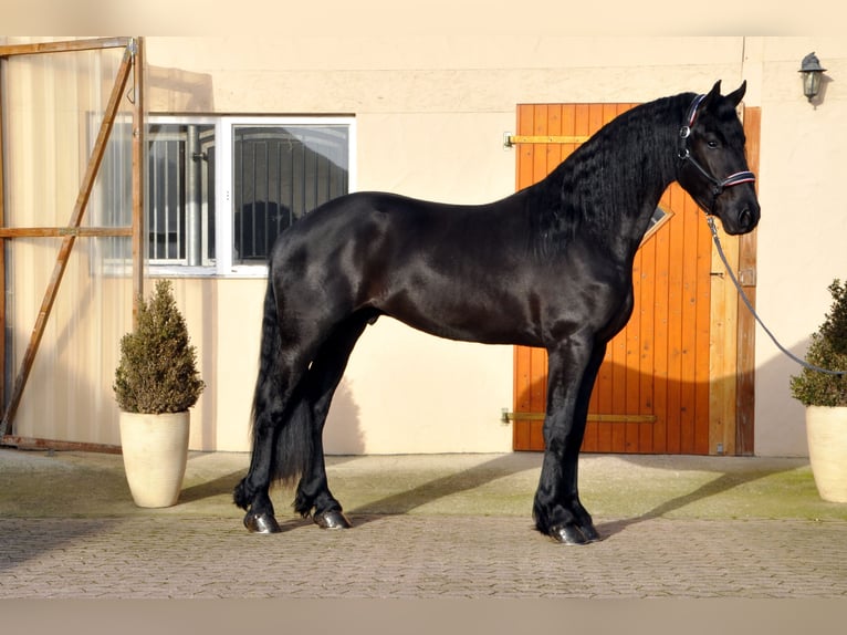 Friesian horses Stallion 3 years 16,2 hh Black in Ochtendung