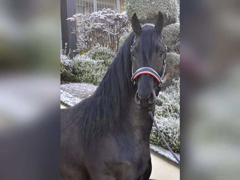 Friesian horses Stallion 3 years 16,2 hh Black in Ochtendung