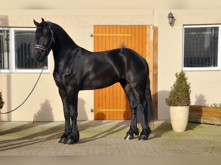 Friesian horses Stallion 3 years 16,2 hh Black in Ochtendung