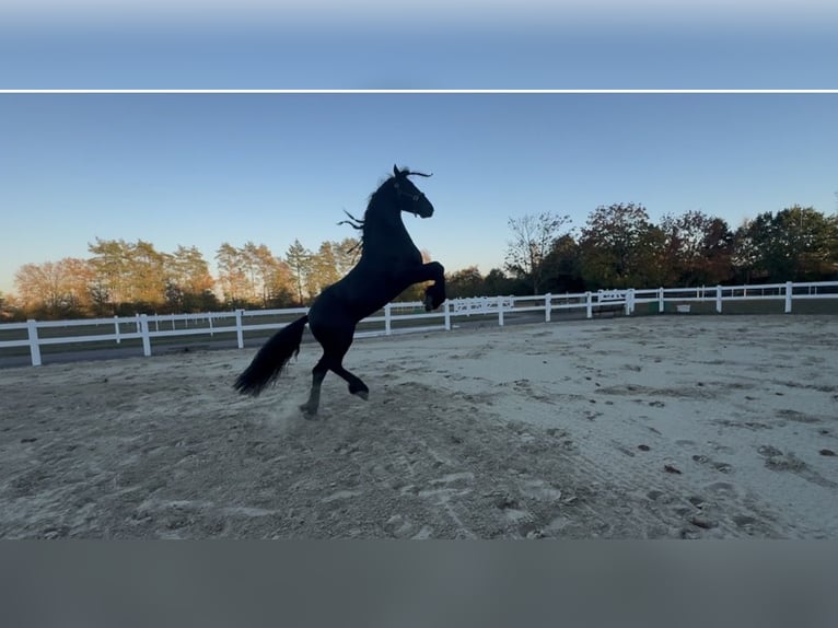 Friesian horses Stallion 3 years 16 hh Black in Überherrn