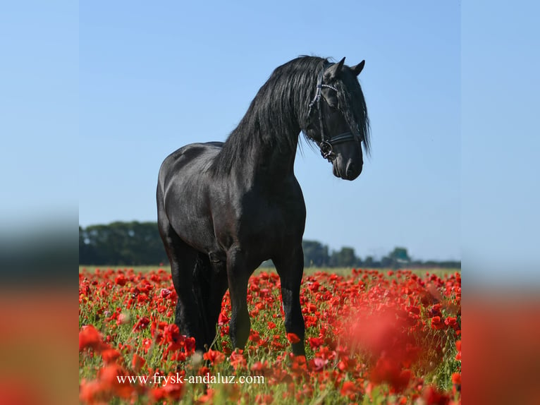 Friesian horses Stallion 3 years 16 hh Black in Mijnsheerenland