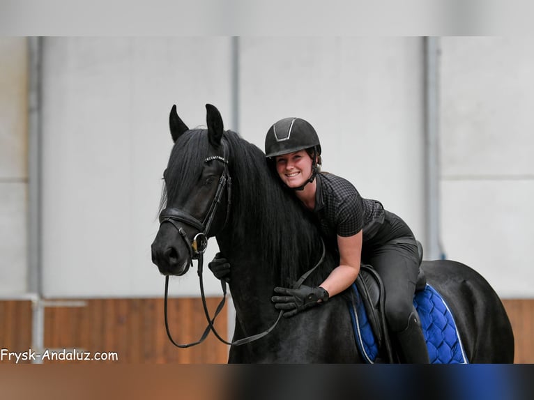 Friesian horses Stallion 3 years 16 hh Black in Mijnsheerenland