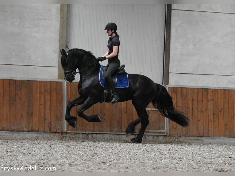 Friesian horses Stallion 3 years 16 hh Black in Mijnsheerenland
