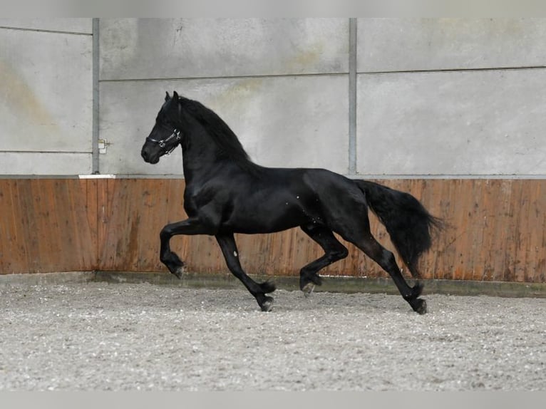 Friesian horses Stallion 3 years 16 hh Black in Mijnsheerenland
