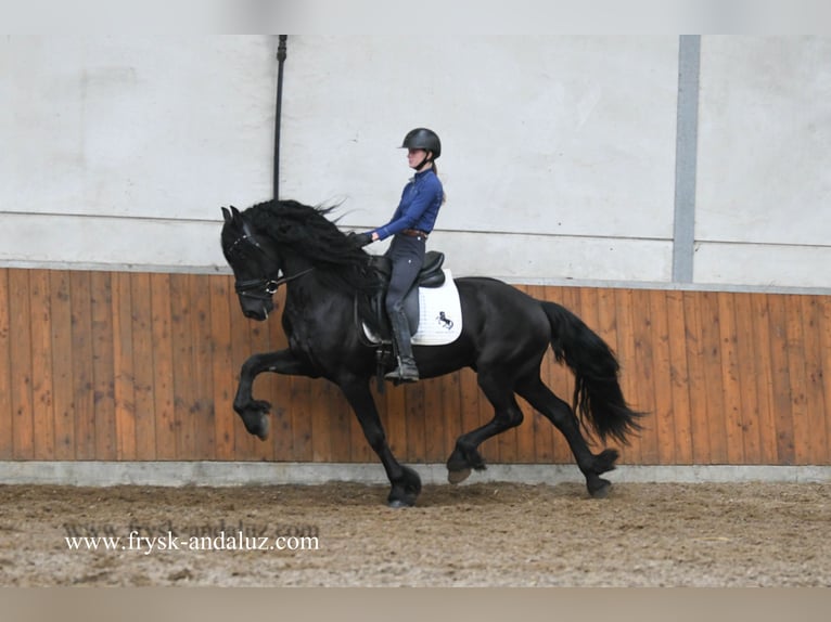 Friesian horses Stallion 3 years 16 hh Black in Mijnsheerenland