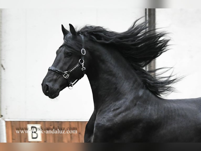 Friesian horses Stallion 3 years 16 hh Black in Mijnsheerenland