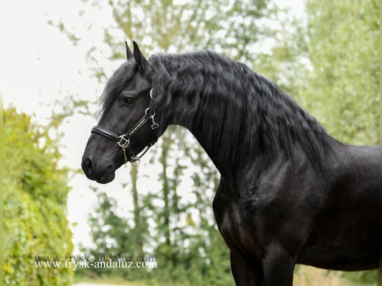 Friesian horses Stallion 3 years 16 hh Black in Mijnsheerenland