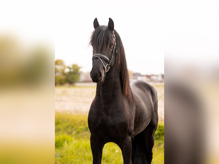 Friesian horses Stallion 3 years 16 hh Black in Ee