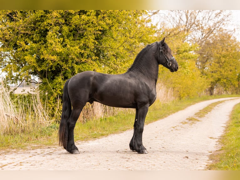 Friesian horses Stallion 3 years 16 hh Black in Ee