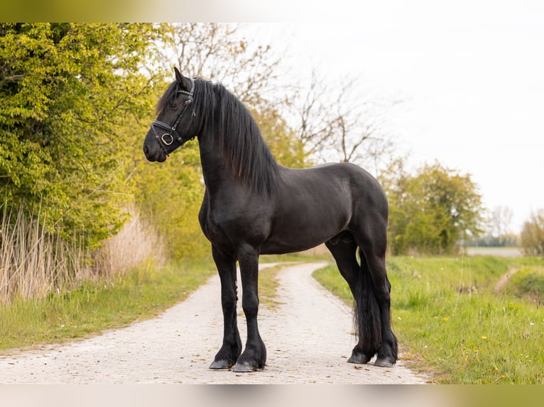 Friesian horses Stallion 3 years 16 hh Black in Ee