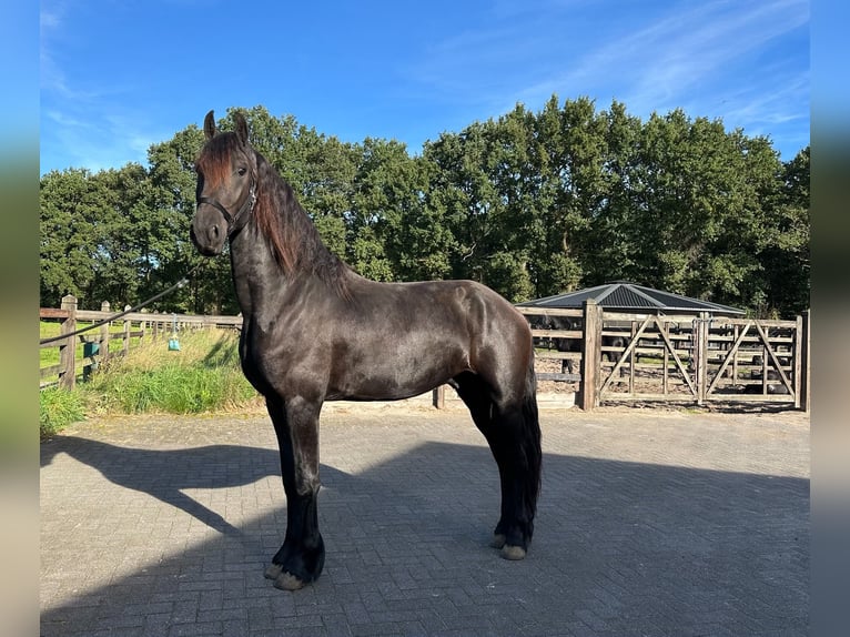 Friesian horses Stallion 3 years 16 hh Black in MeinerzhagenMeinerzhagen