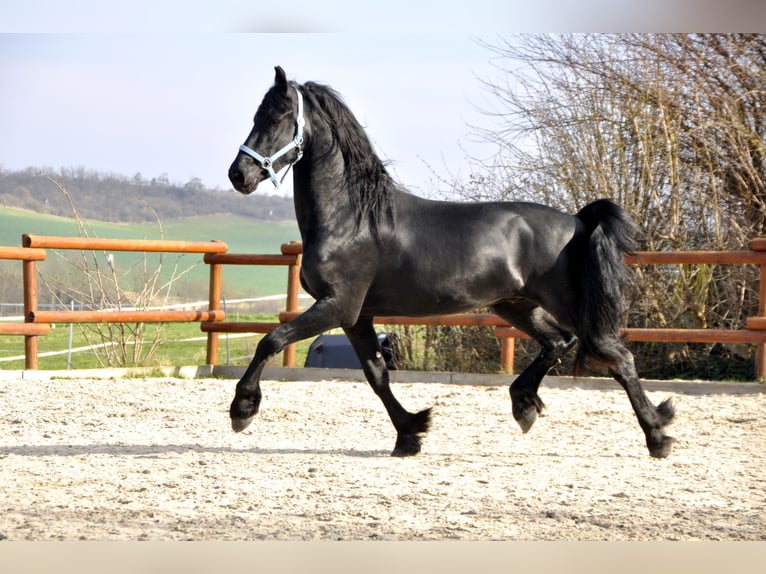 Friesian horses Stallion 3 years 16 hh Black in Ochtendung