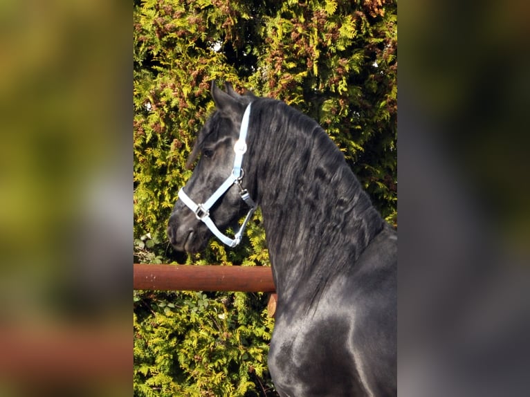 Friesian horses Stallion 3 years 16 hh Black in Ochtendung