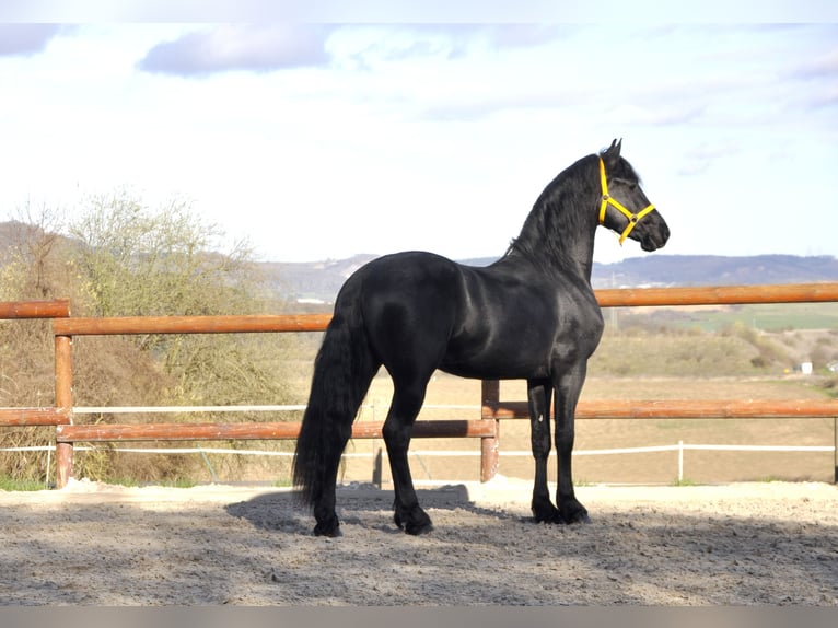 Friesian horses Stallion 3 years 16 hh Black in Ochtendung