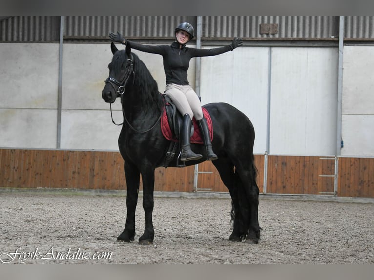 Friesian horses Stallion 3 years 16 hh Black in Mijnsheerenland