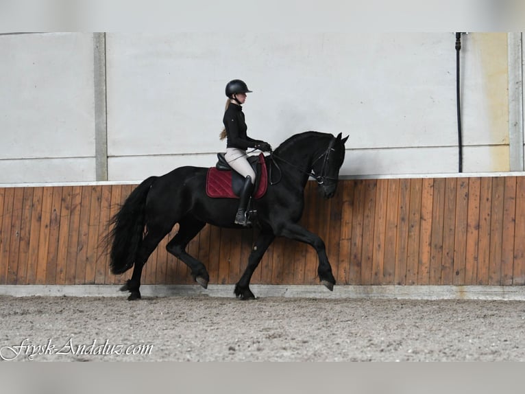 Friesian horses Stallion 3 years 16 hh Black in Mijnsheerenland