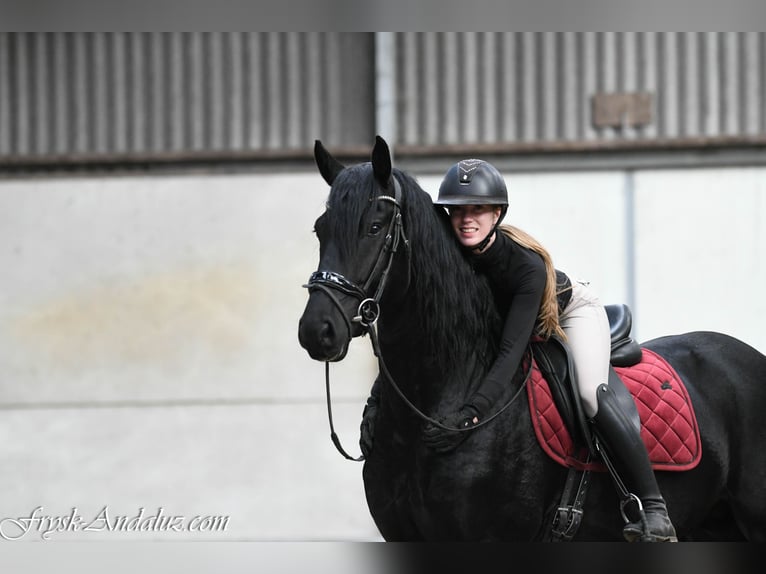 Friesian horses Stallion 3 years 16 hh Black in Mijnsheerenland