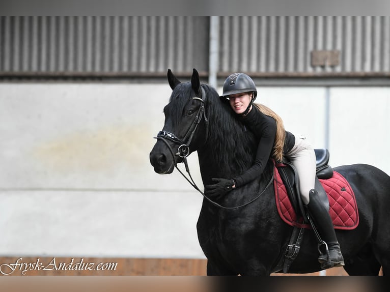 Friesian horses Stallion 3 years 16 hh Black in Mijnsheerenland