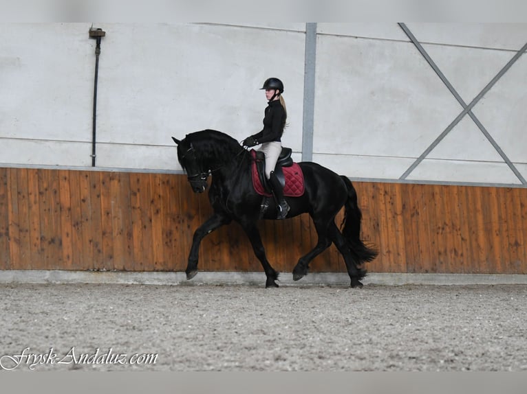 Friesian horses Stallion 3 years 16 hh Black in Mijnsheerenland