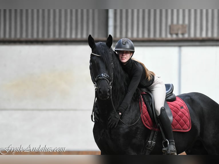 Friesian horses Stallion 3 years 16 hh Black in Mijnsheerenland