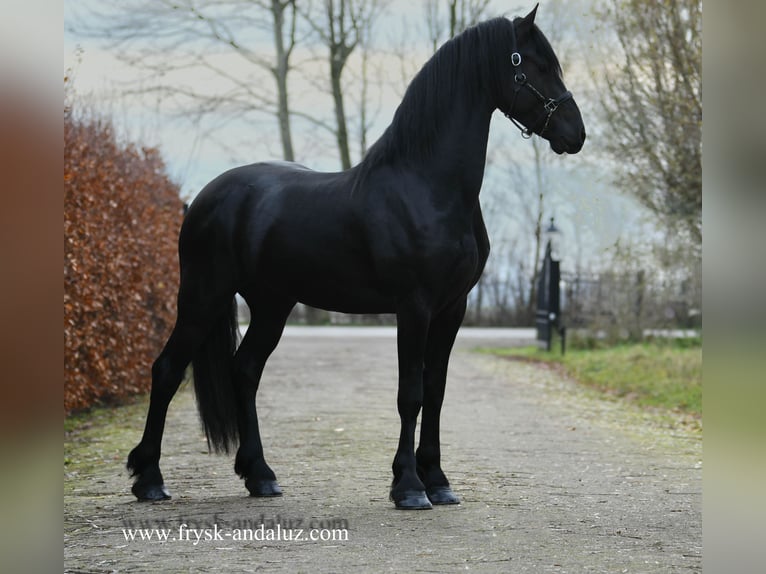 Lovely Black Horse  Black horses, Horses, Black horse