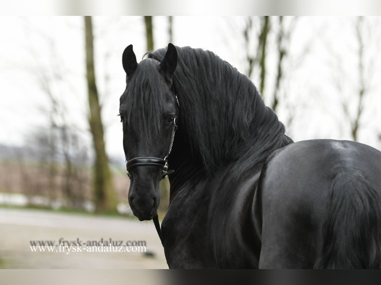 Friesian horses Stallion 3 years 16 hh Black in mijnsheerenland