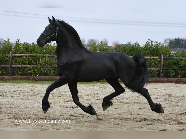 Friesian horses Stallion 3 years 16 hh Black in mijnsheerenland