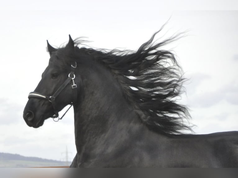 Friesian horses Stallion 3 years 16 hh Black in Ochtendung