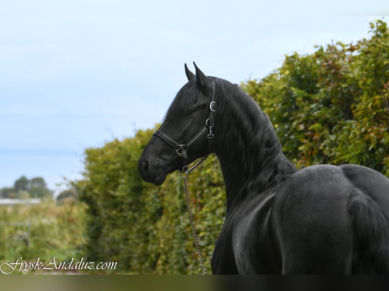 Friesian horses Stallion 3 years 16 hh Grey-Dark-Tan in Mijnsheerenland
