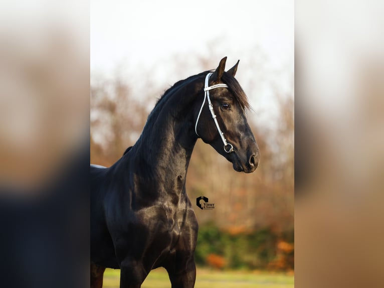 Friesian horses Stallion 3 years 16 hh in Drachten