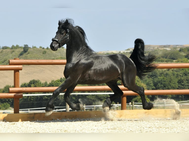 Friesian horses Stallion 3 years 16,1 hh Black in Ochtendung