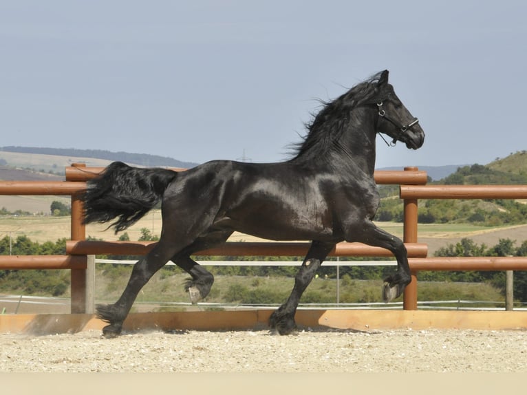 Friesian horses Stallion 3 years 16,1 hh Black in Ochtendung