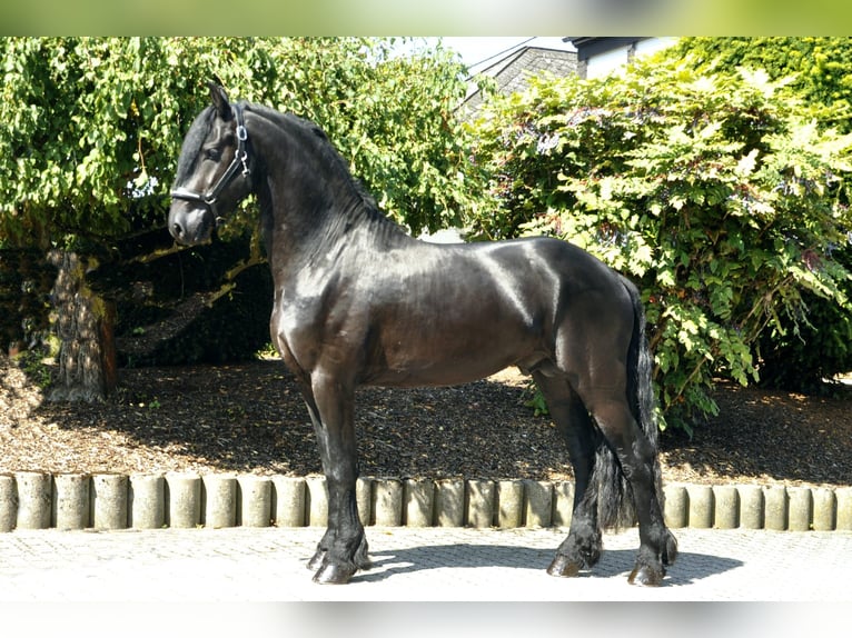 Friesian horses Stallion 3 years 16,1 hh Black in Ochtendung