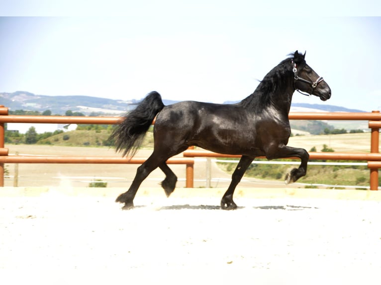 Friesian horses Stallion 3 years 16,1 hh Black in Ochtendung