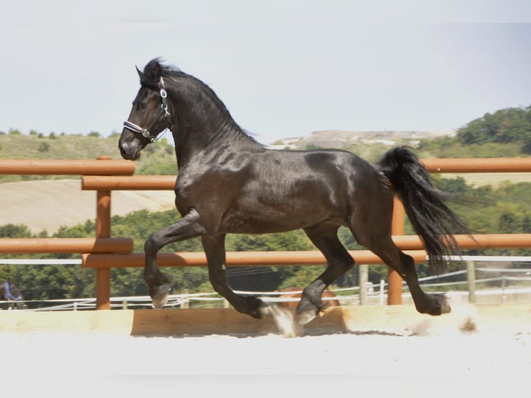 Friesian horses Stallion 3 years 16,1 hh Black in Ochtendung