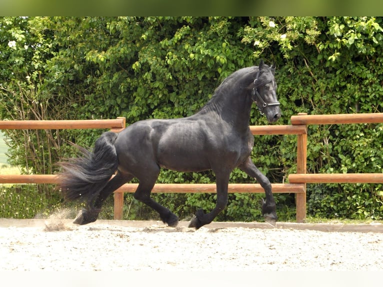 Friesian horses Stallion 3 years 16,1 hh Black in Ochtendung