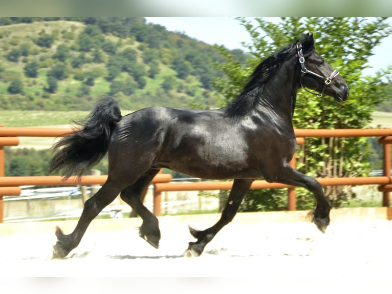 Friesian horses Stallion 3 years 16,1 hh Black in Ochtendung