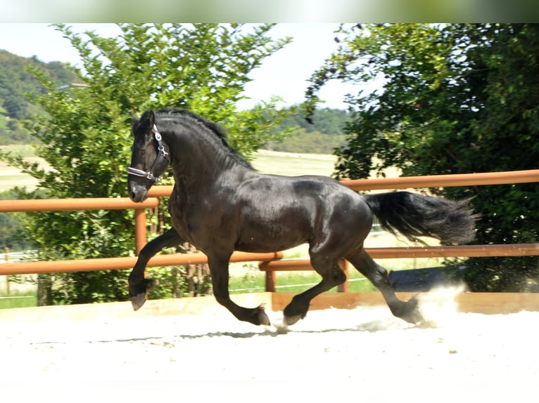 Friesian horses Stallion 3 years 16,1 hh Black in Ochtendung