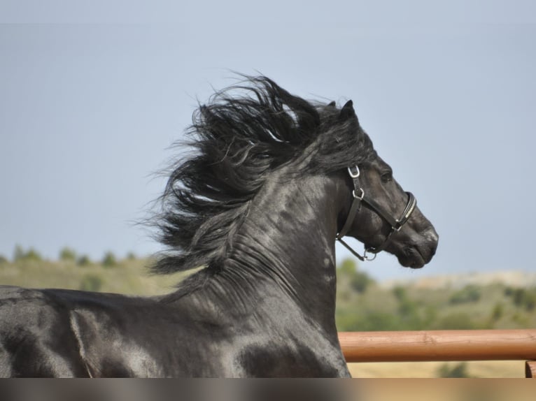 Friesian horses Stallion 3 years 16,1 hh Black in Ochtendung