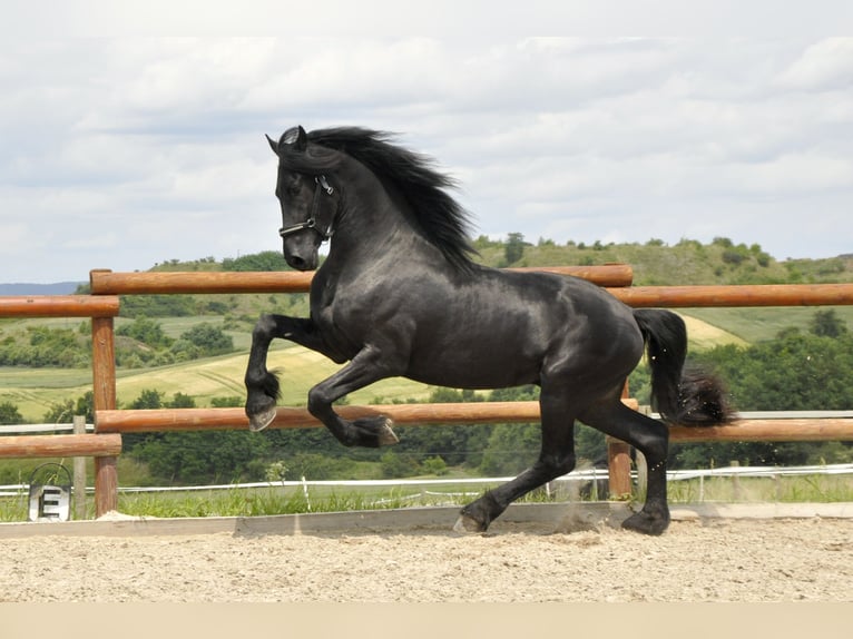 Friesian horses Stallion 3 years 16,1 hh Black in Ochtendung