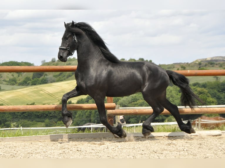 Friesian horses Stallion 3 years 16,1 hh Black in Ochtendung