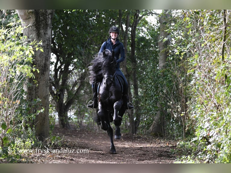 Friesian horses Stallion 3 years 16,2 hh Black in Mijnsheerenland