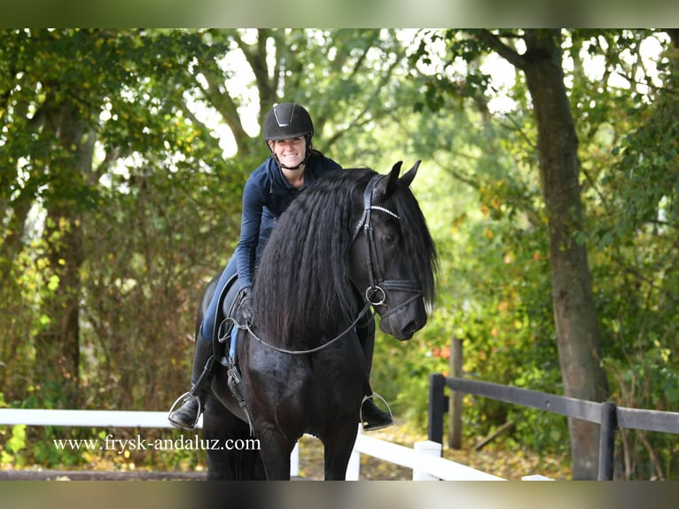 Friesian horses Stallion 3 years 16,2 hh Black in Mijnsheerenland