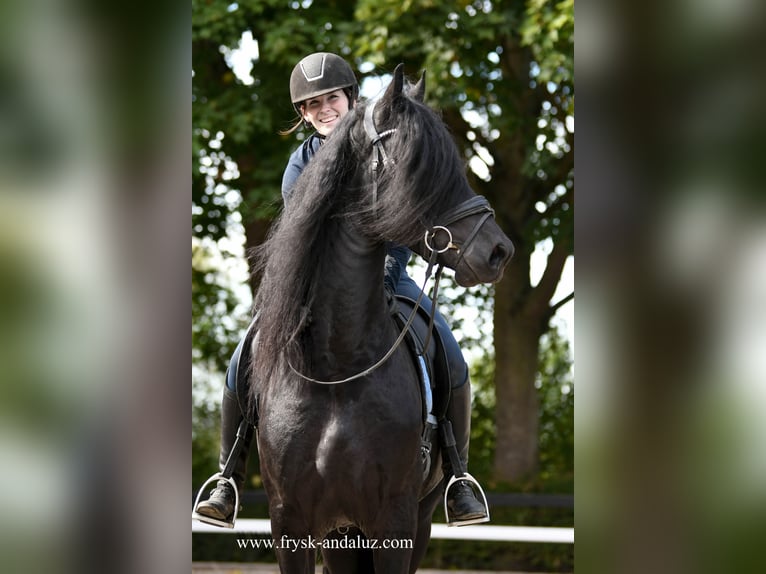 Friesian horses Stallion 3 years 16,2 hh Black in Mijnsheerenland