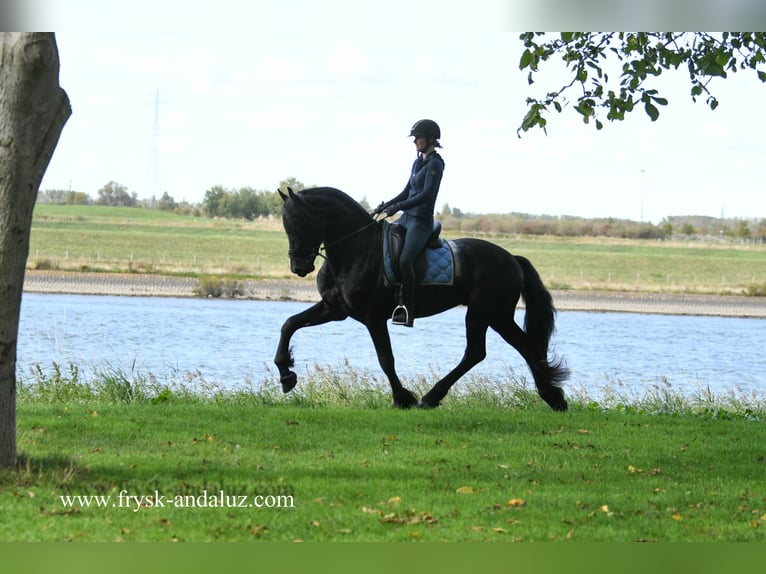 Friesian horses Stallion 3 years 16,2 hh Black in Mijnsheerenland