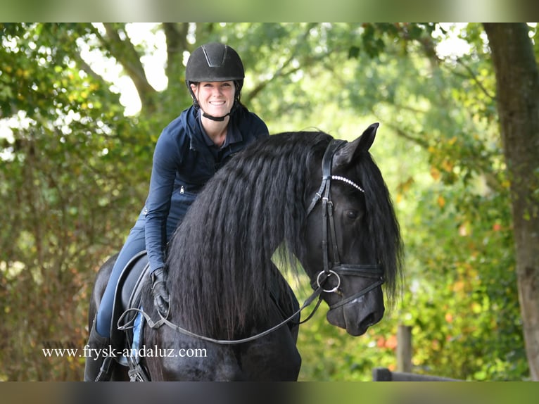 Friesian horses Stallion 3 years 16,2 hh Black in Mijnsheerenland