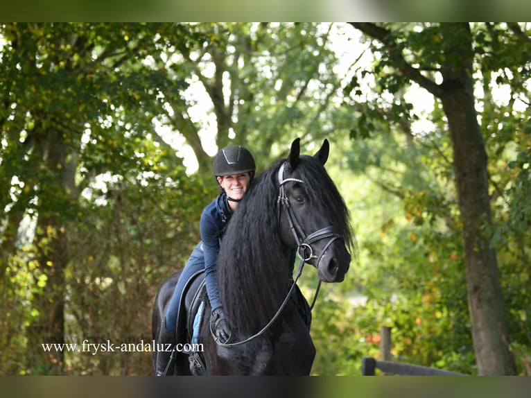 Friesian horses Stallion 3 years 16,2 hh Black in Mijnsheerenland
